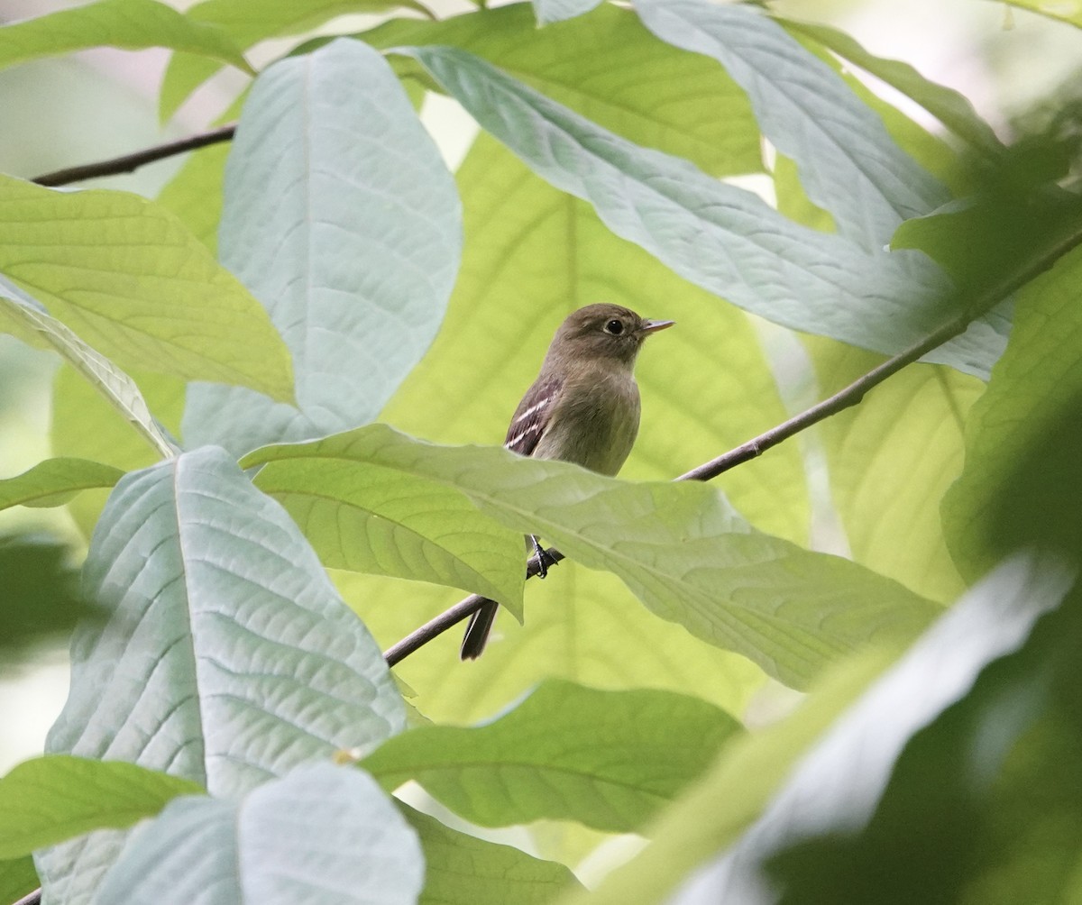 Yellow-bellied Flycatcher - ML636909895
