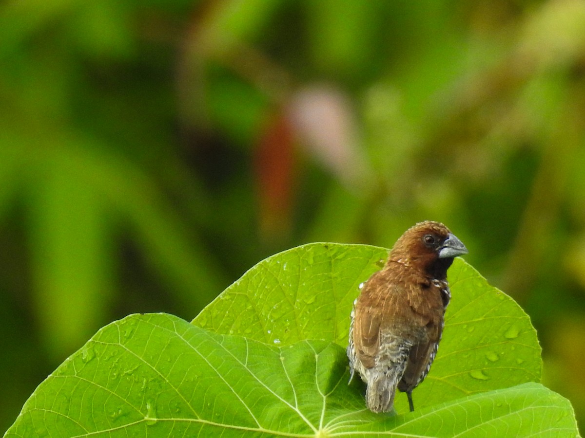 Scaly-breasted Munia - ML63690991