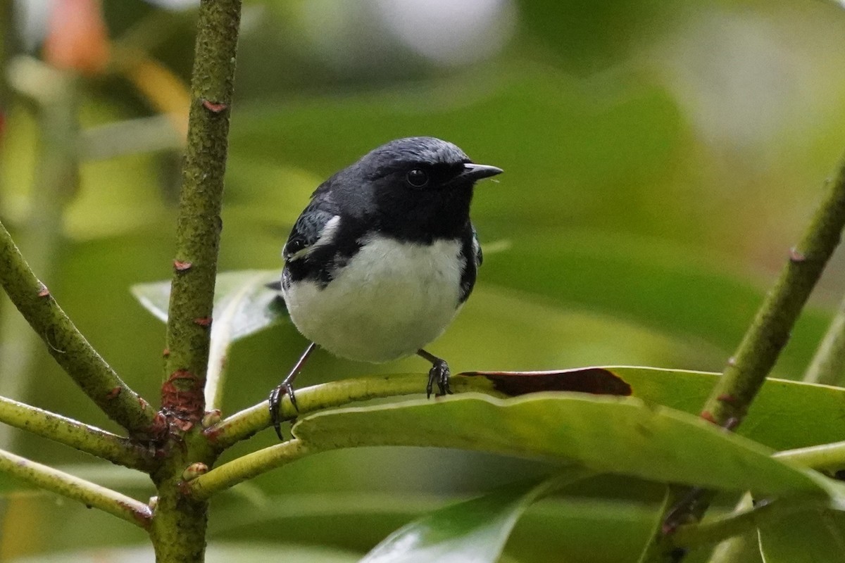 Black-throated Blue Warbler - ML636909918