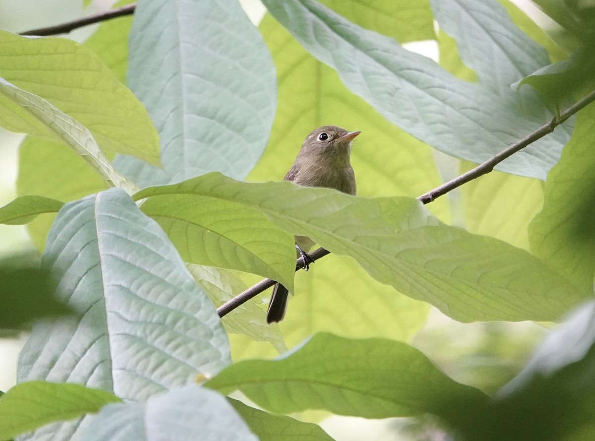 Yellow-bellied Flycatcher - ML636909938