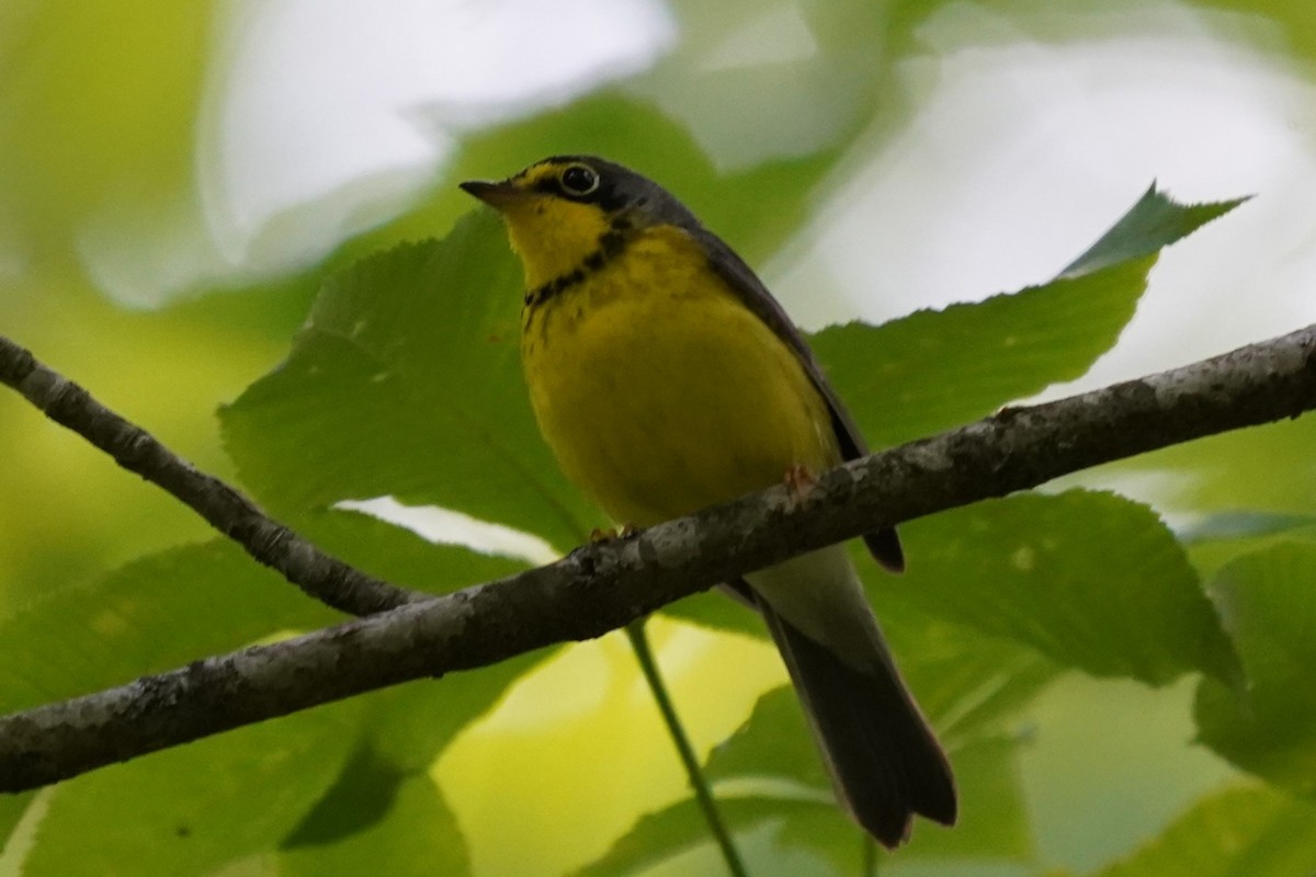 Canada Warbler - ML636909946