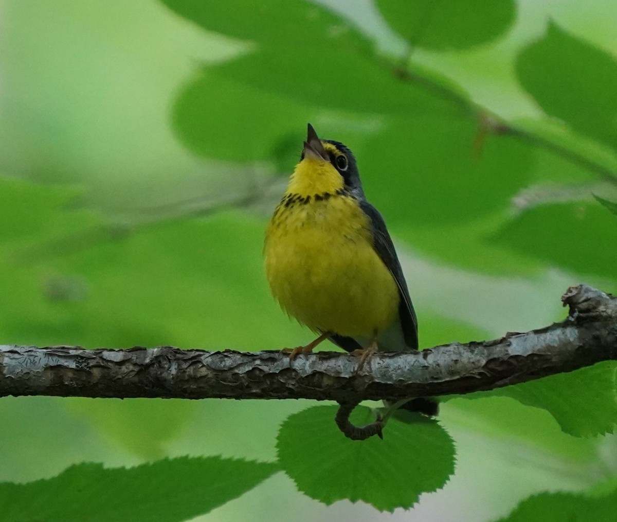 Canada Warbler - ML636909947