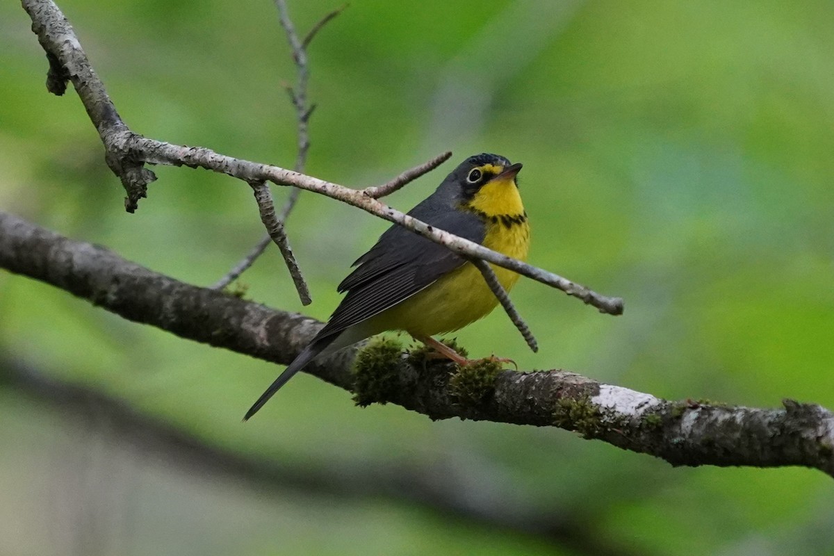 Canada Warbler - ML636909948