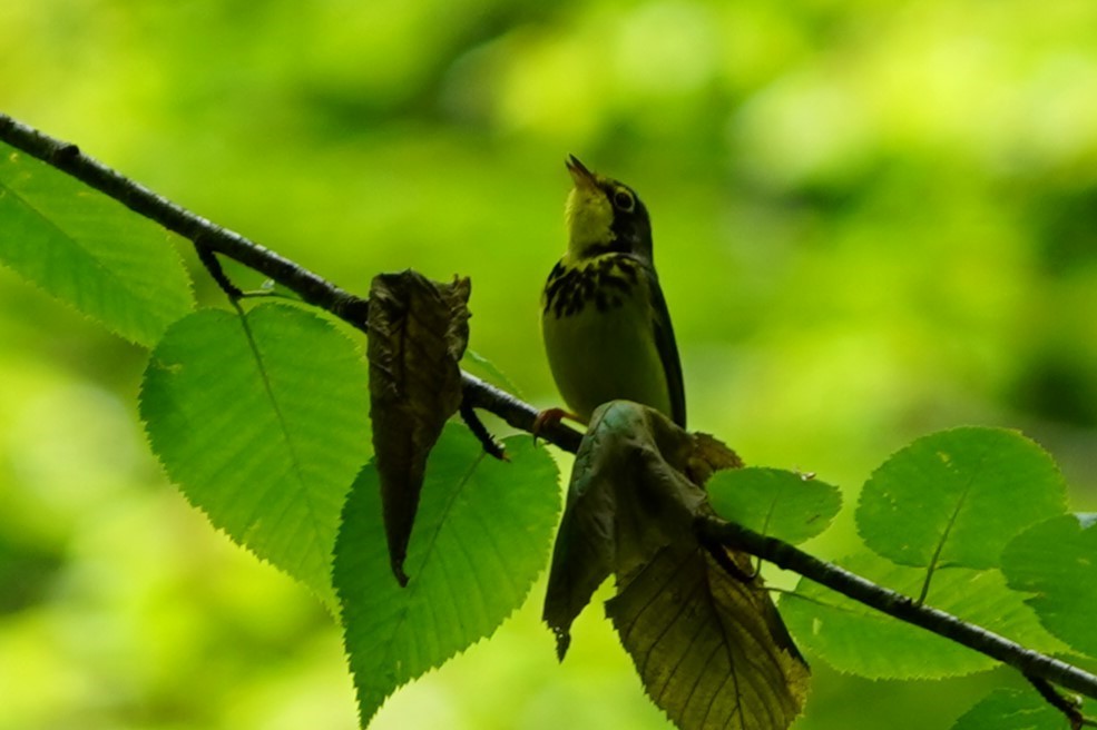 Canada Warbler - ML636909949