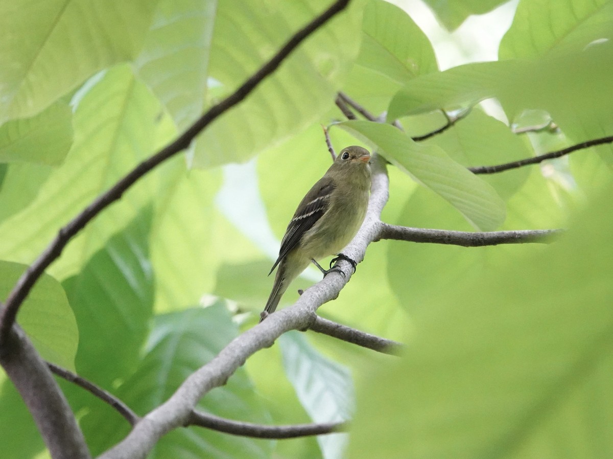 Yellow-bellied Flycatcher - ML636909959