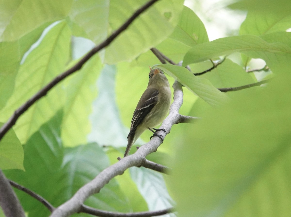 Yellow-bellied Flycatcher - ML636910009