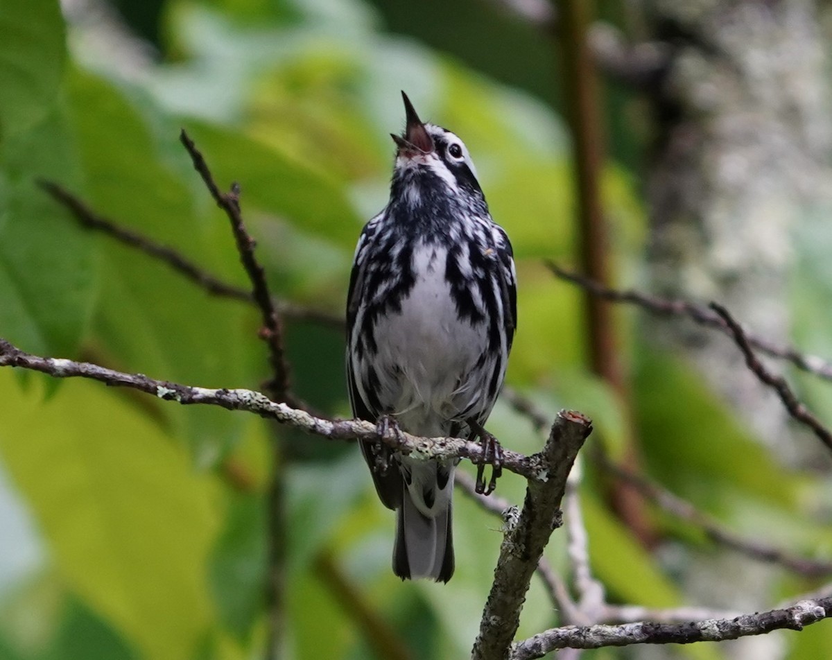 Black-and-white Warbler - ML636910013