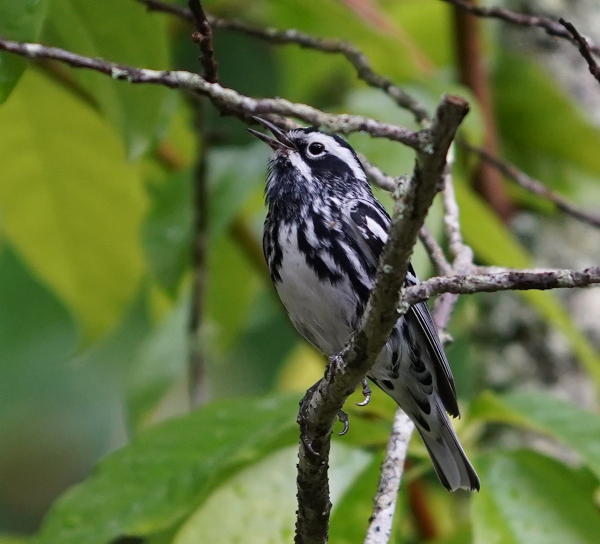 Black-and-white Warbler - ML636910014