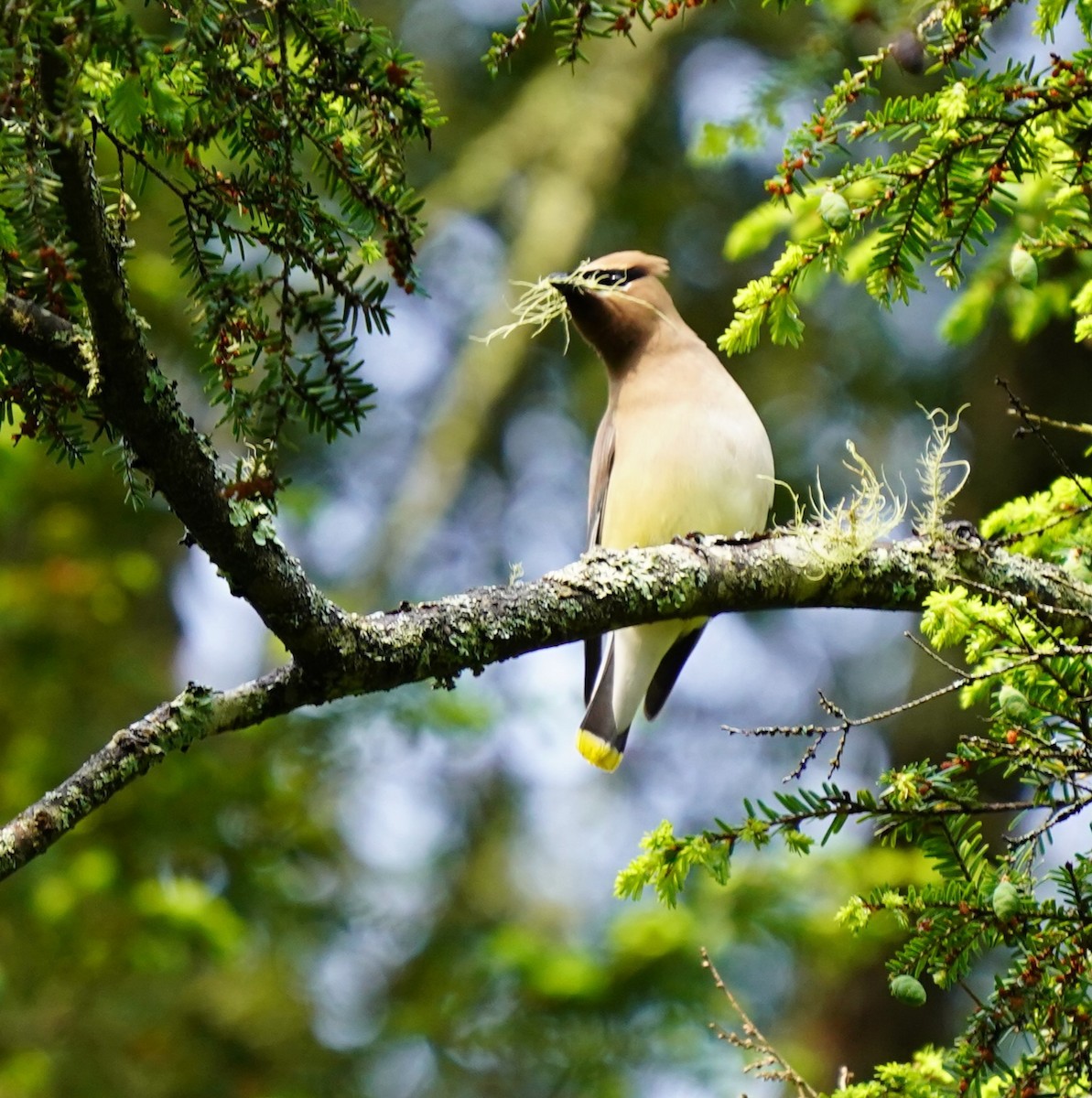 Cedar Waxwing - ML636910027