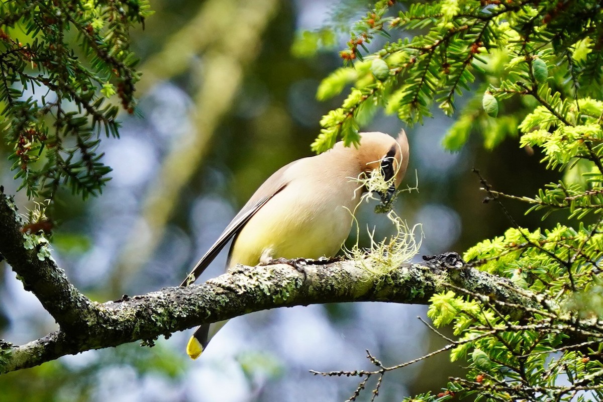 Cedar Waxwing - ML636910033