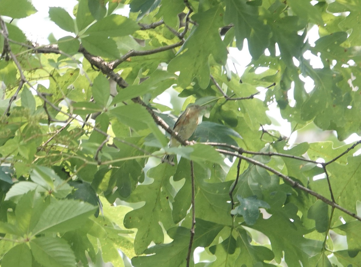 Bay-breasted Warbler - ML636910077
