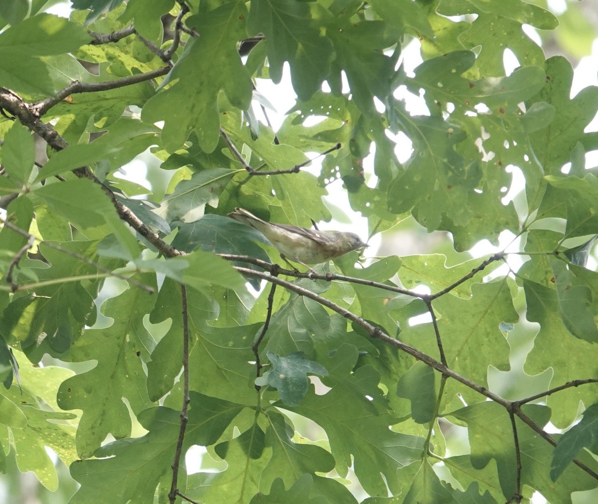 Bay-breasted Warbler - ML636910081