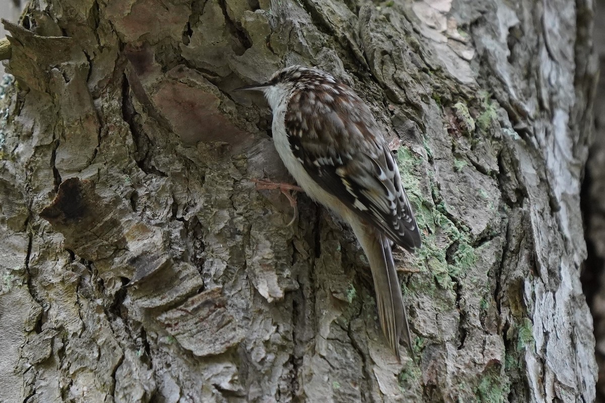 Brown Creeper - ML636910132