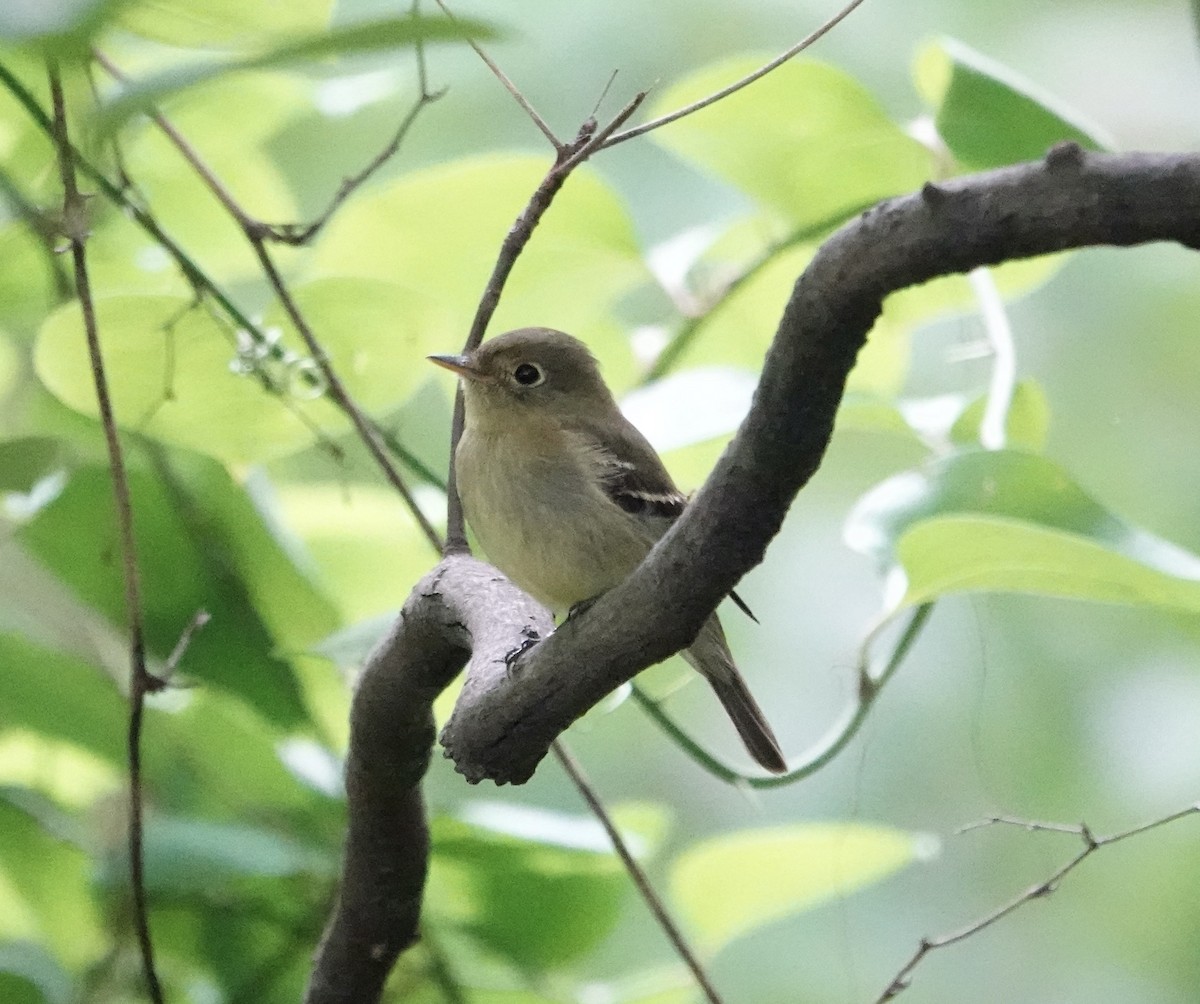 Yellow-bellied Flycatcher - ML636910180