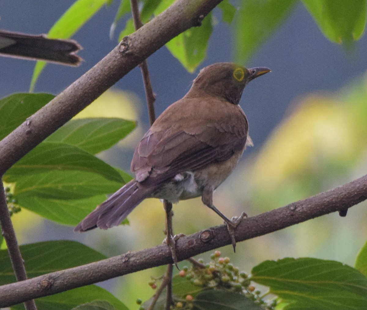 White-throated Thrush - ML636910203