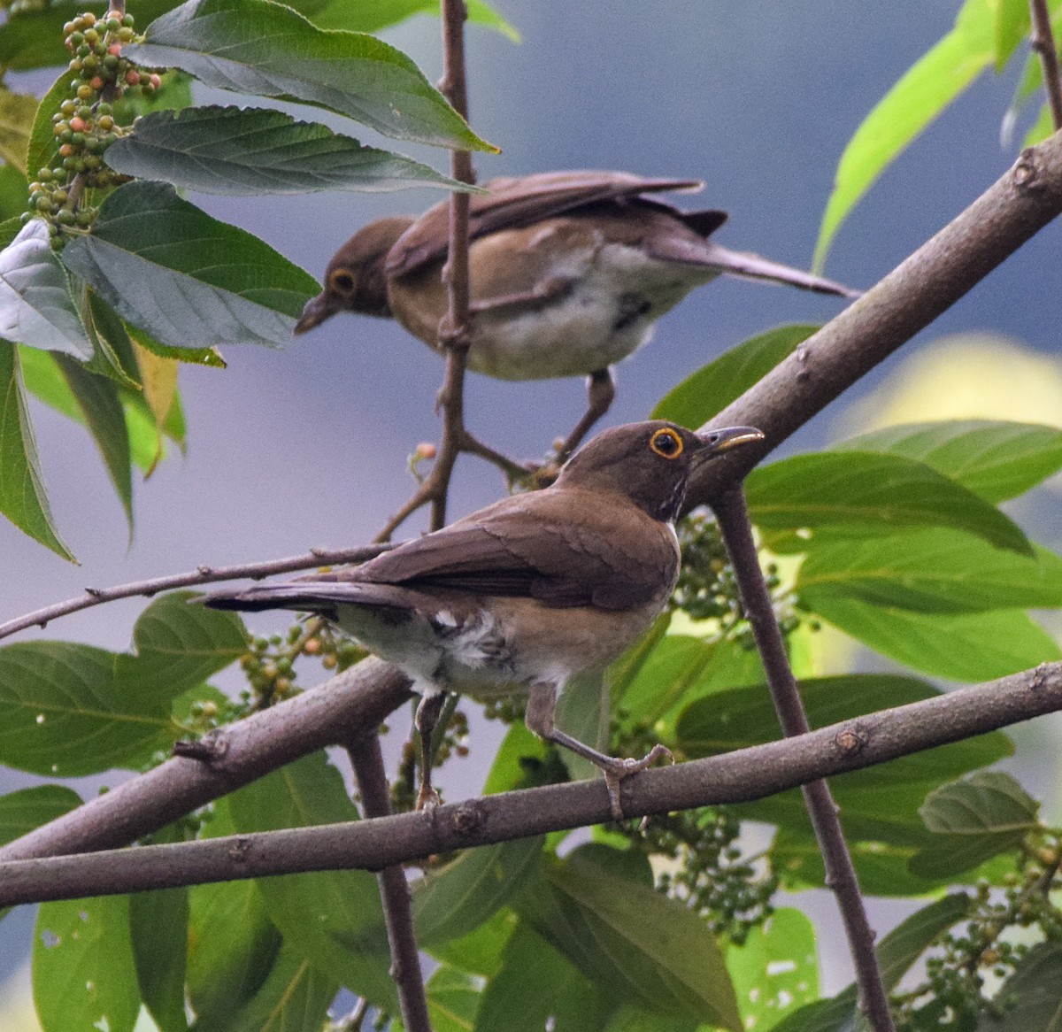 White-throated Thrush - ML636910208