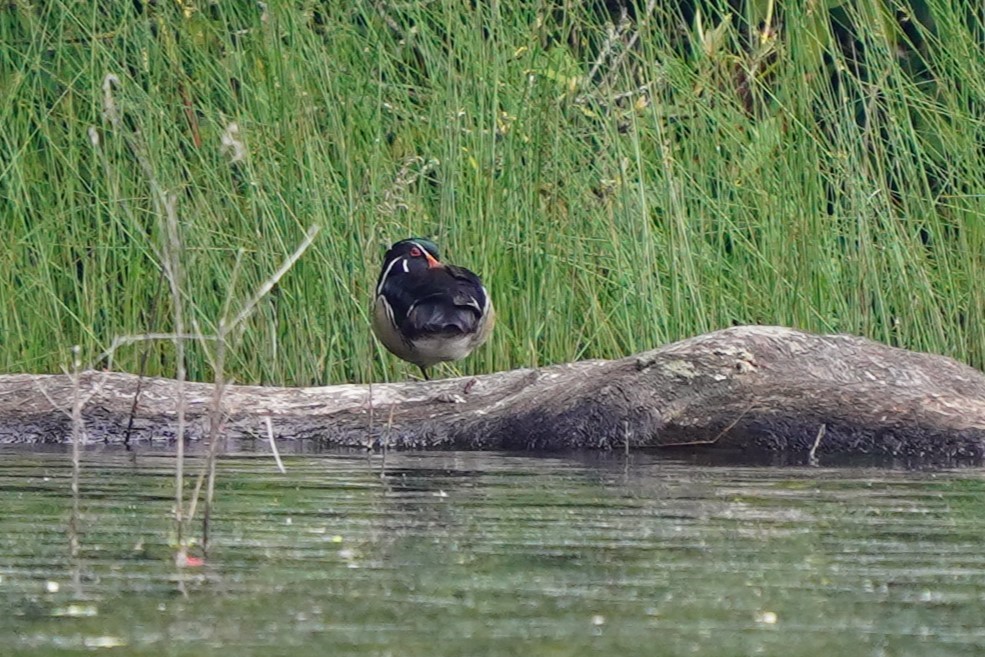 Wood Duck - ML636910268