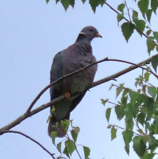 Band-tailed Pigeon - ML636910382