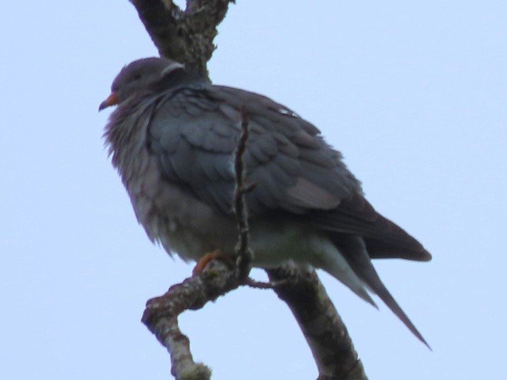 Band-tailed Pigeon - ML636910396