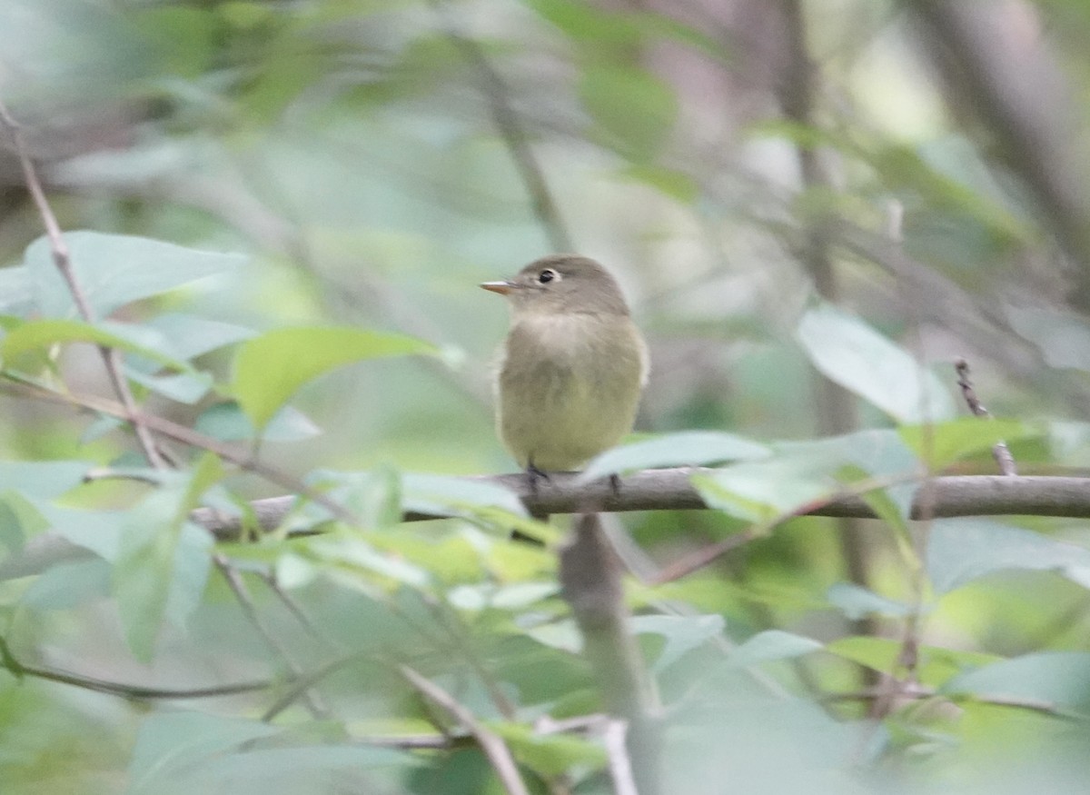 Yellow-bellied Flycatcher - ML636910411