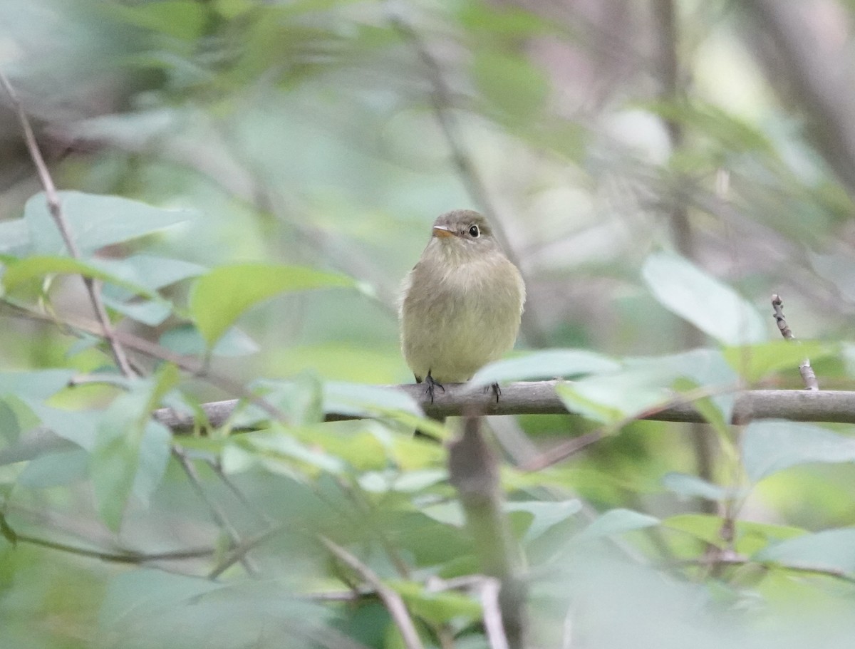 Yellow-bellied Flycatcher - ML636910442