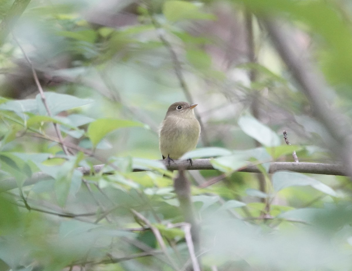 Yellow-bellied Flycatcher - ML636910470