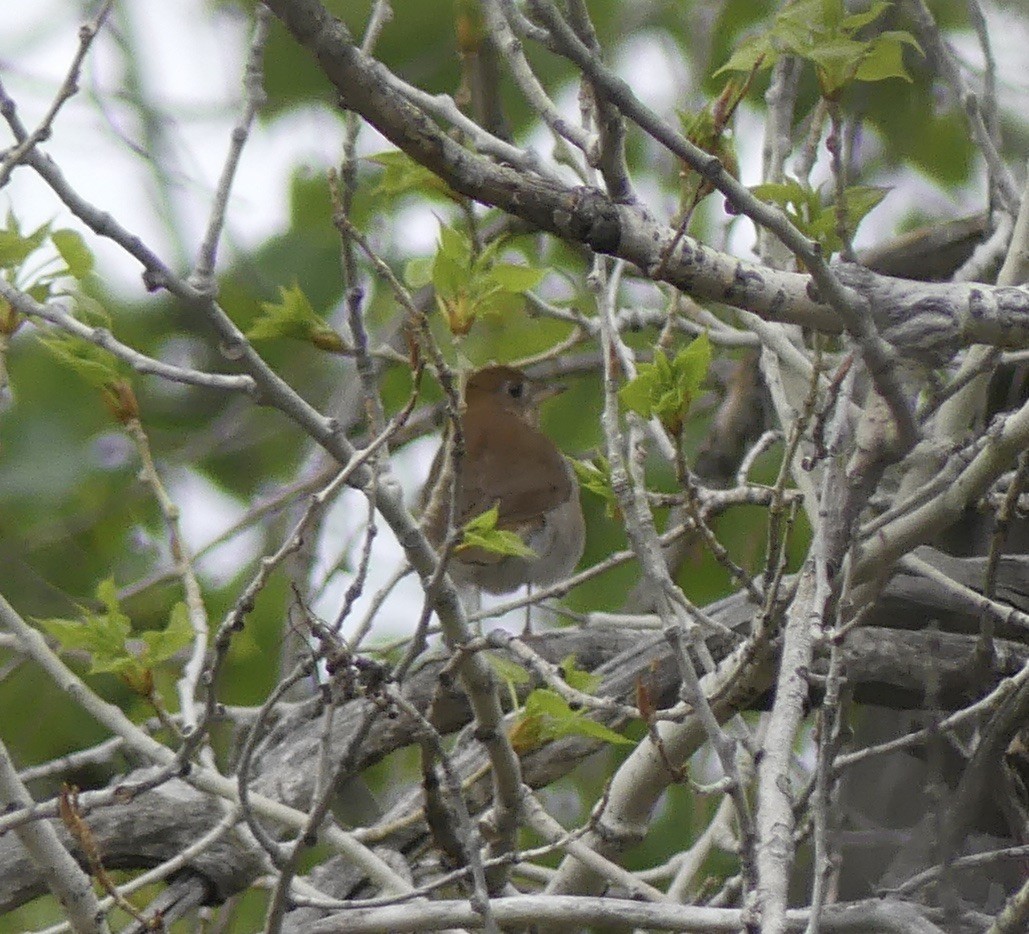 Veery - ML636910535