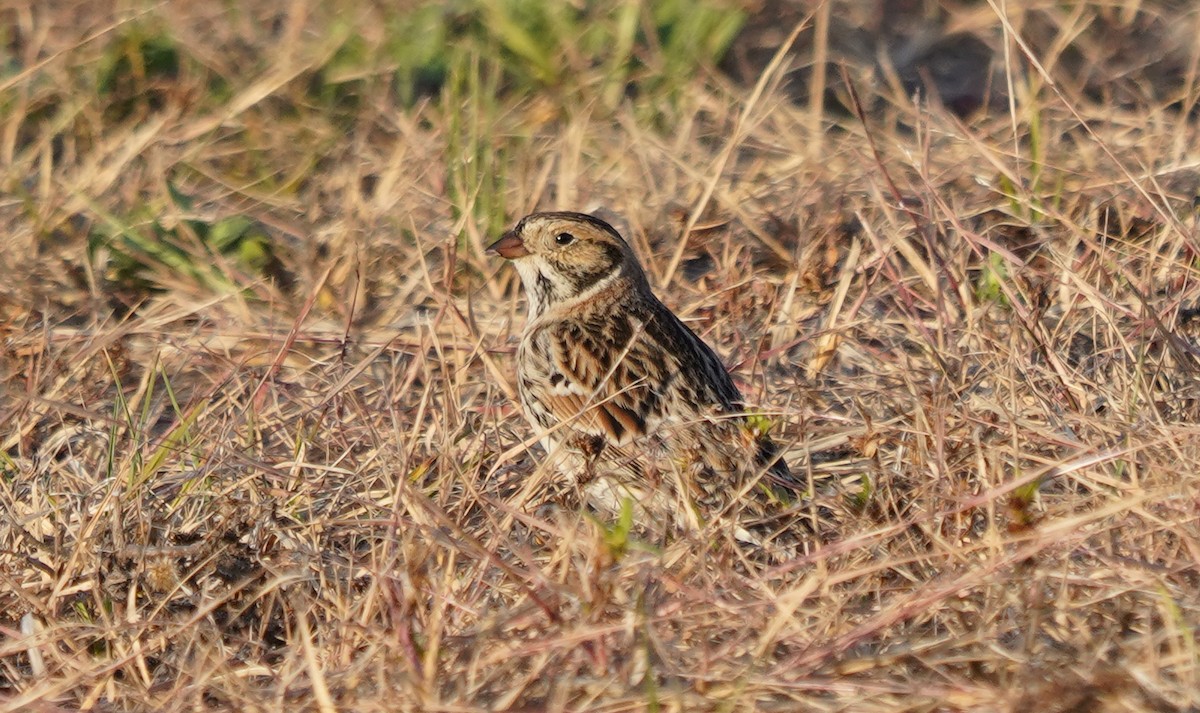 Lapland Longspur - ML636910667
