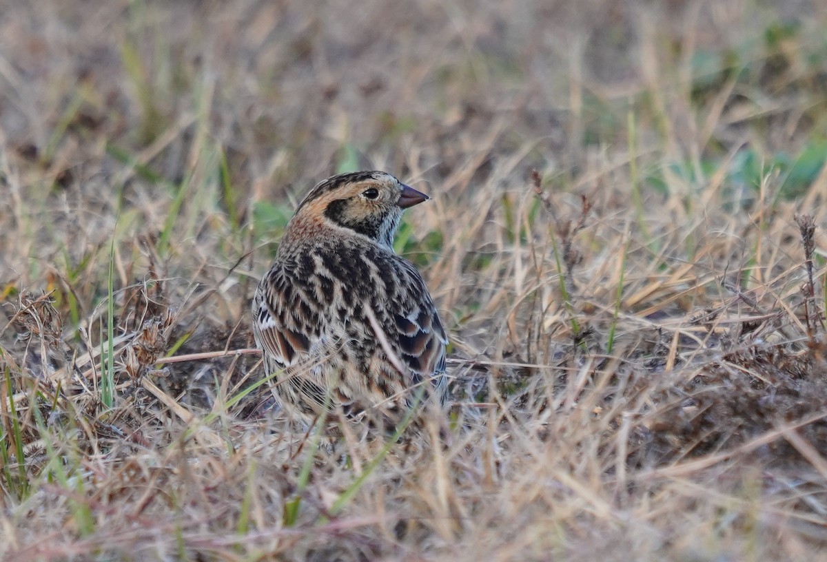 Lapland Longspur - ML636910668