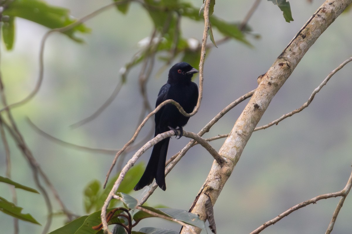 Velvet-mantled Drongo - ML636910687