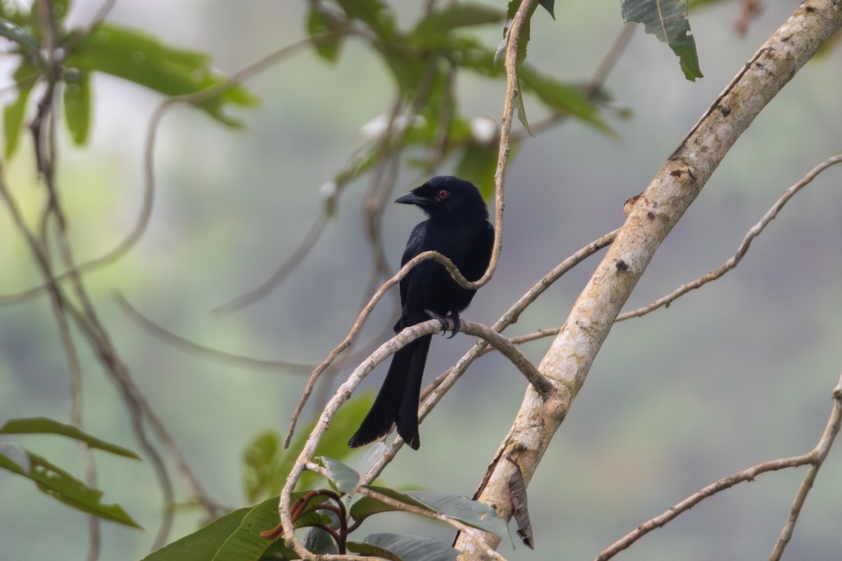 Velvet-mantled Drongo - ML636910688