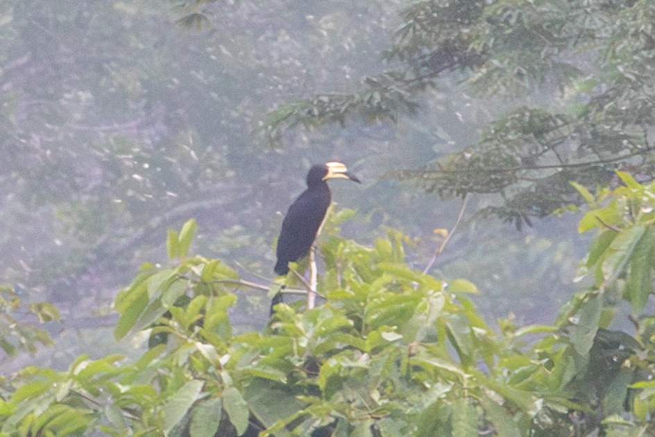 West African Pied Hornbill - ML636910731