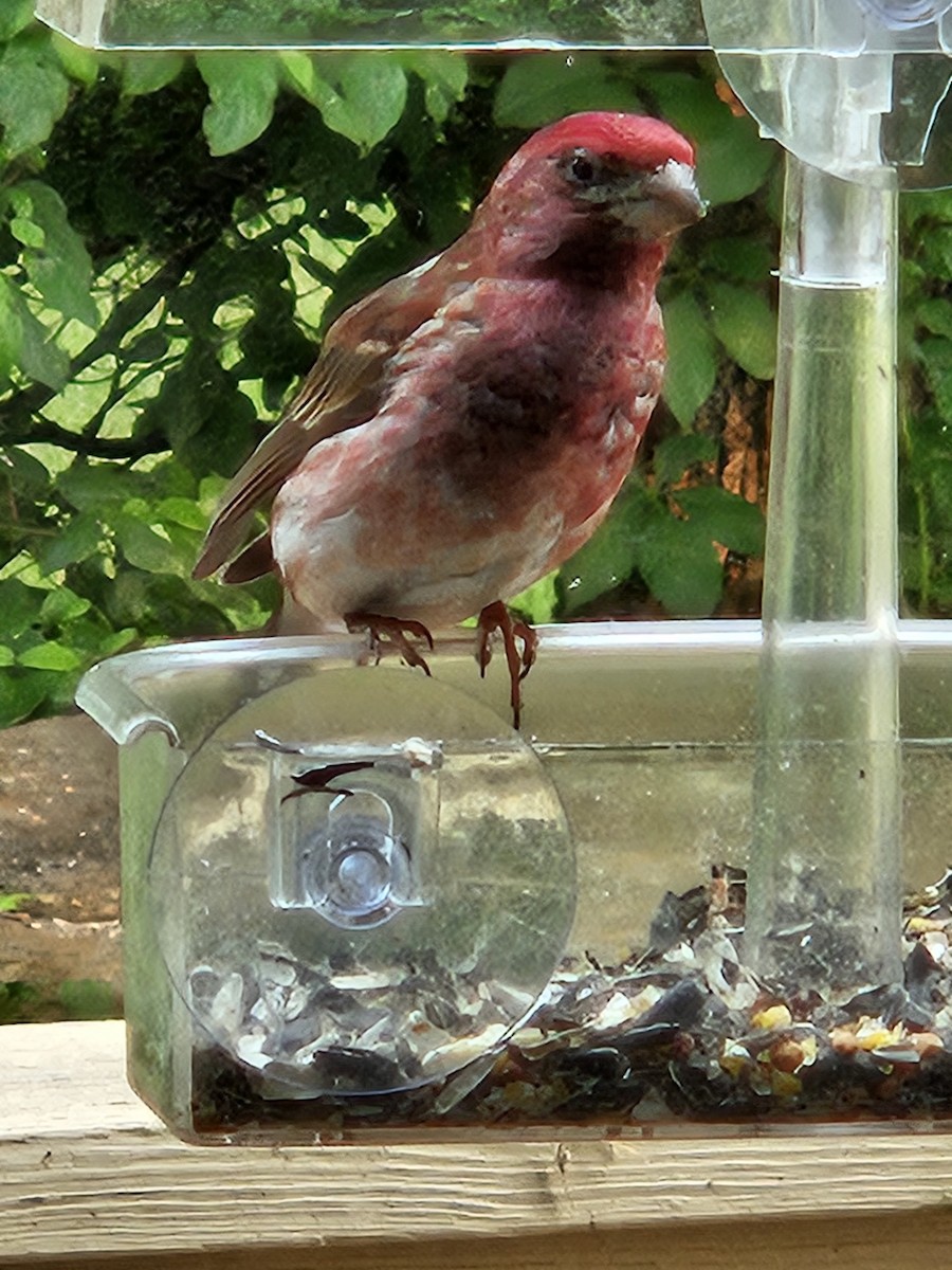Purple Finch - ML636910749
