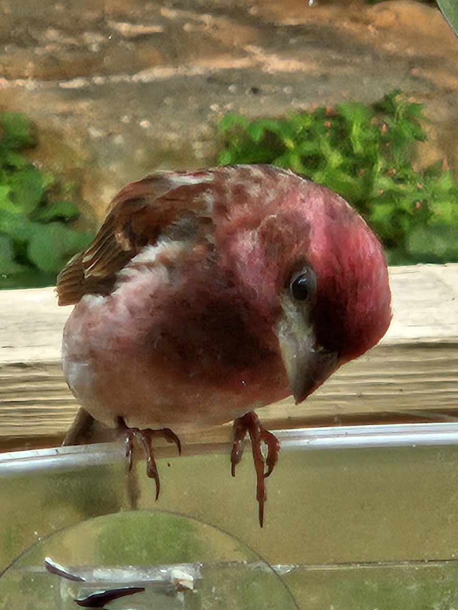 Purple Finch - ML636910767