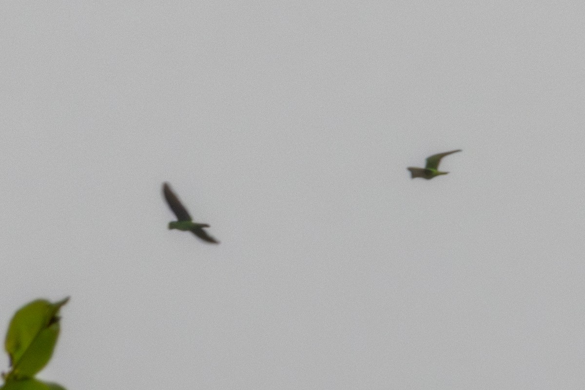Red-fronted Parrot - ML636910807