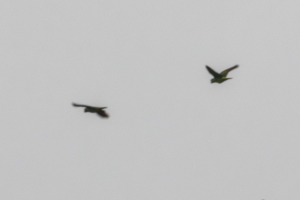 Red-fronted Parrot - ML636910808