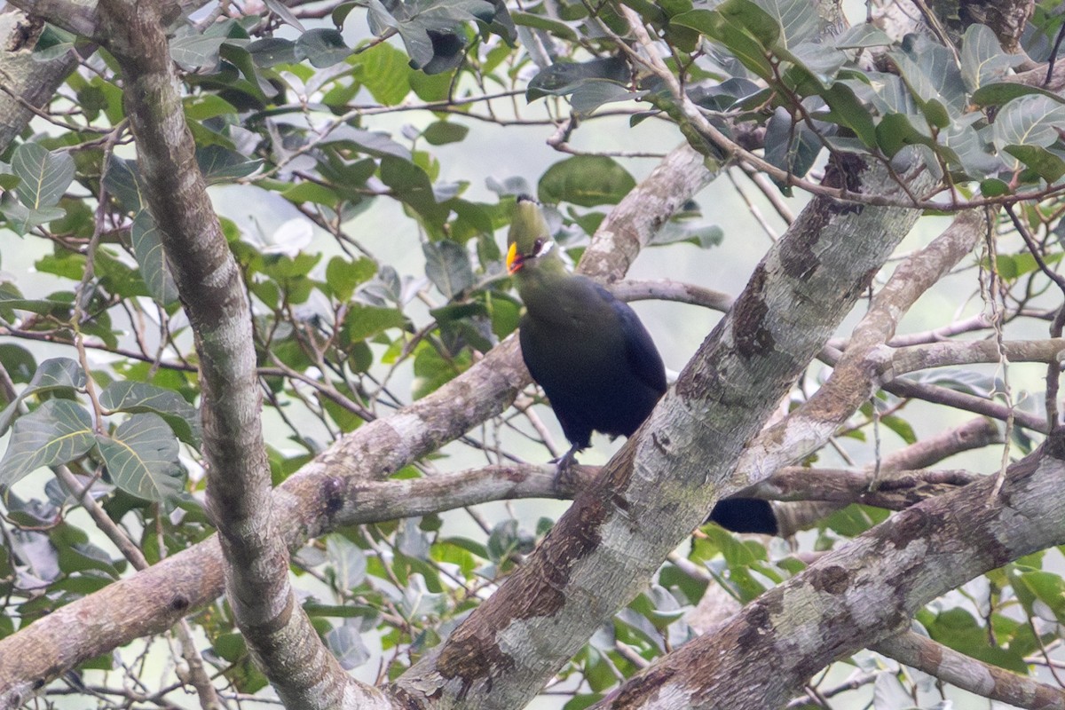 Yellow-billed Turaco - ML636910821