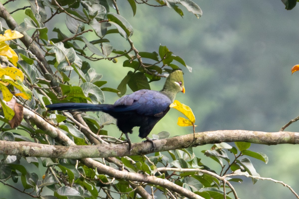 Yellow-billed Turaco - ML636910822