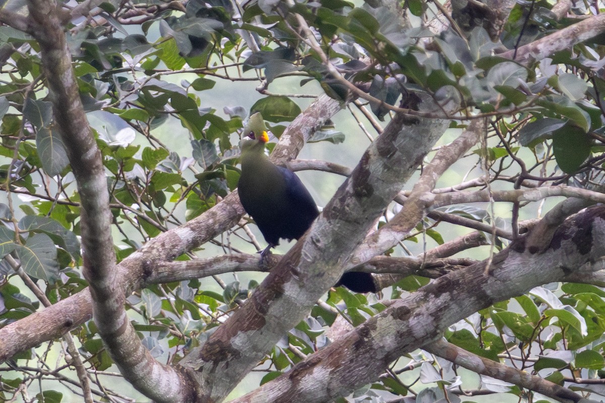 Yellow-billed Turaco - ML636910823