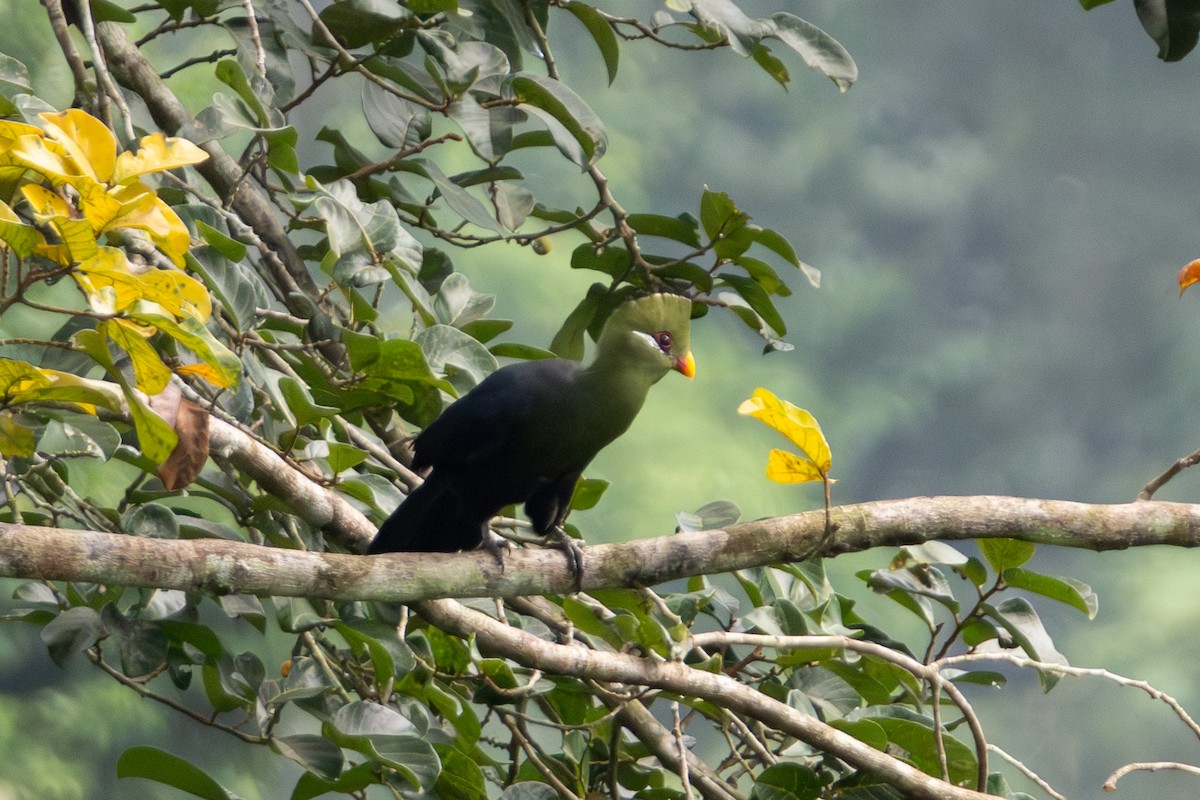 Yellow-billed Turaco - ML636910824