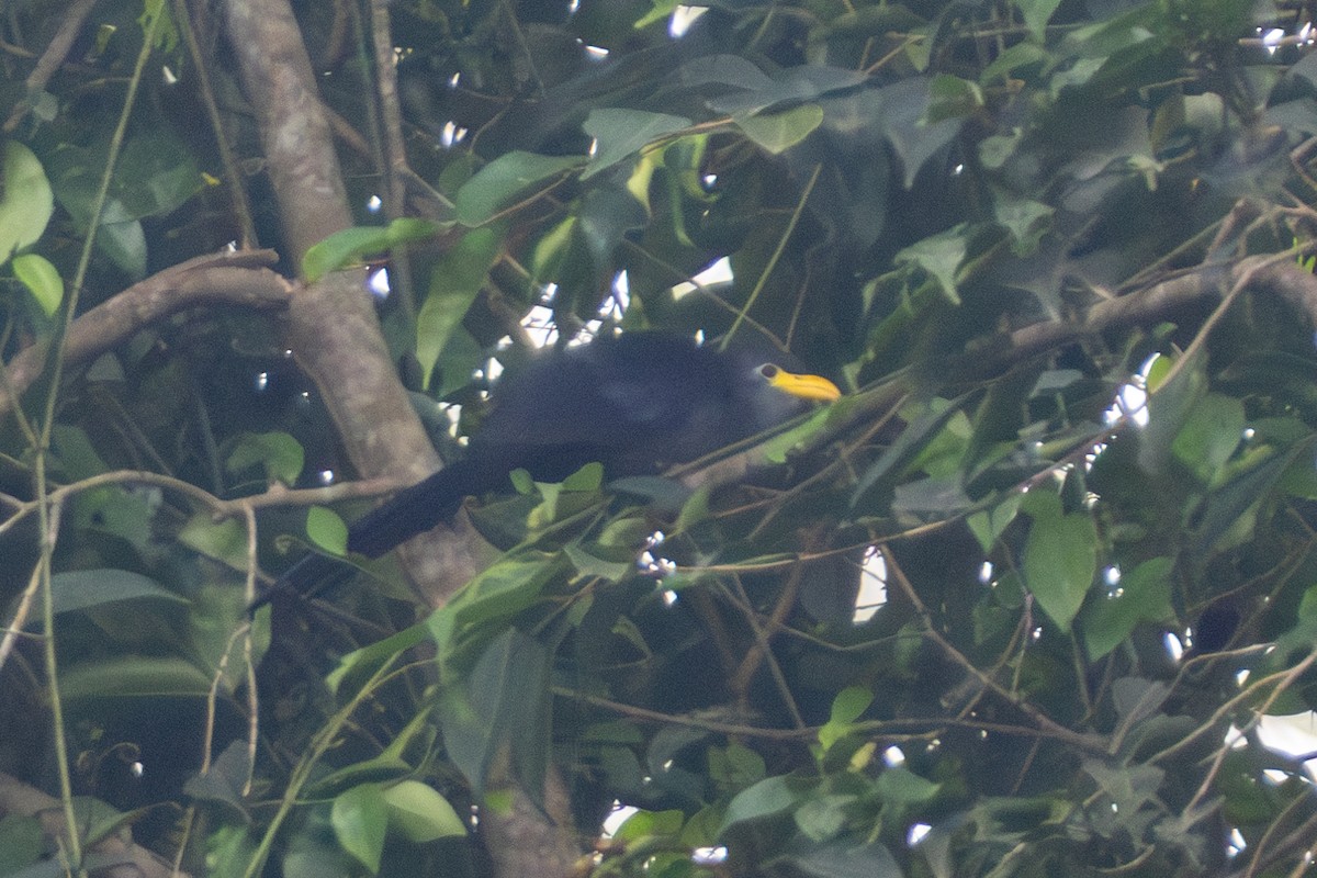 Blue Malkoha - ML636910857