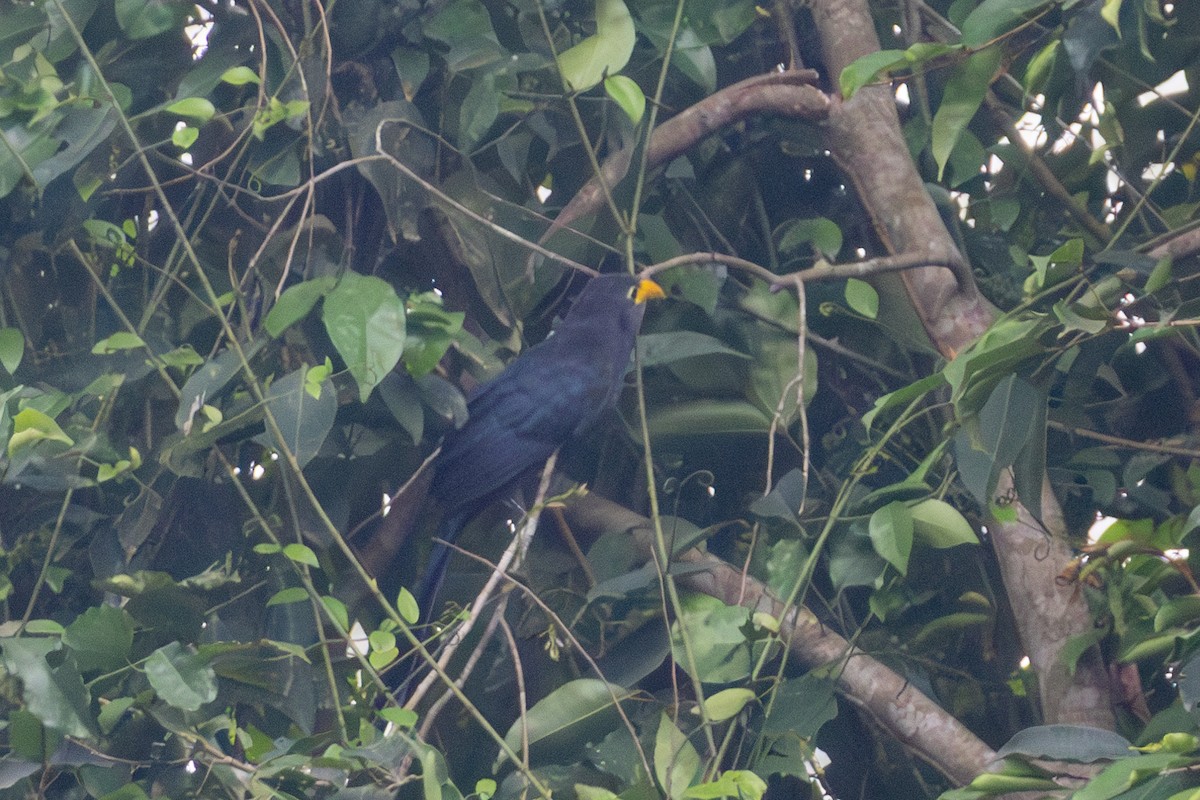 Blue Malkoha - ML636910858