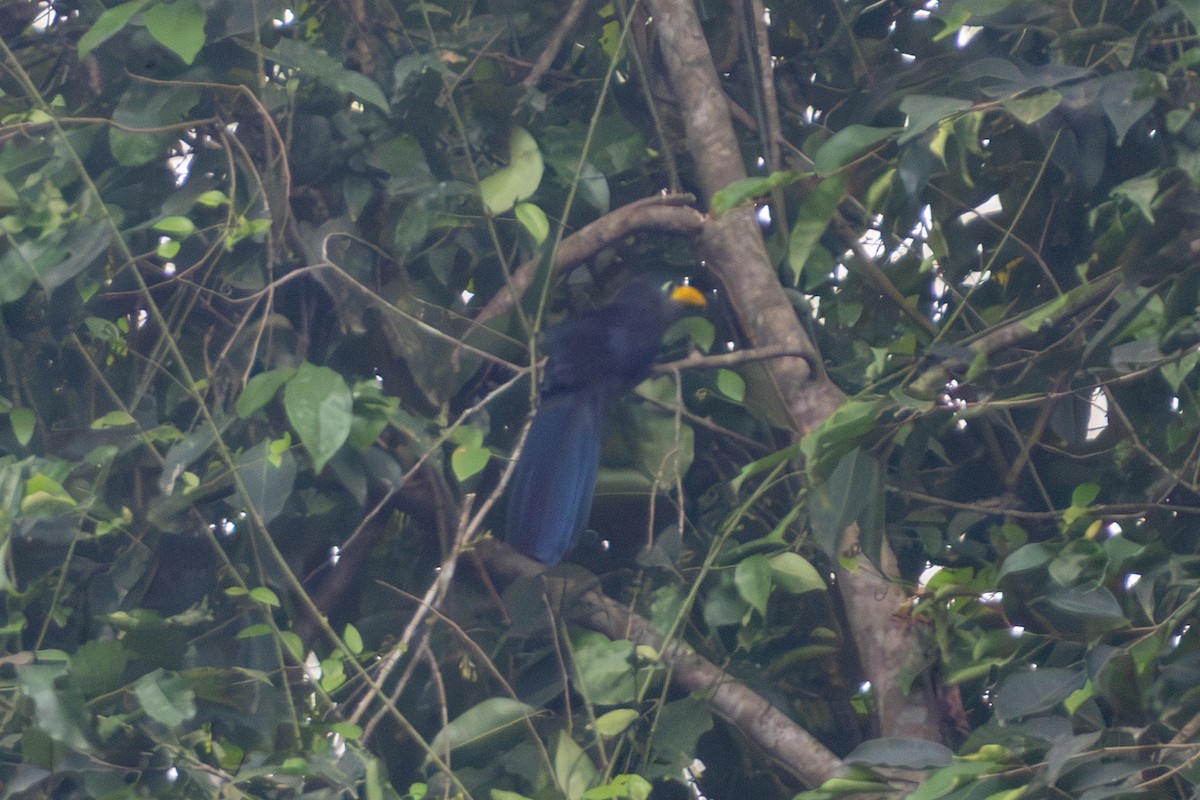 Blue Malkoha - ML636910859
