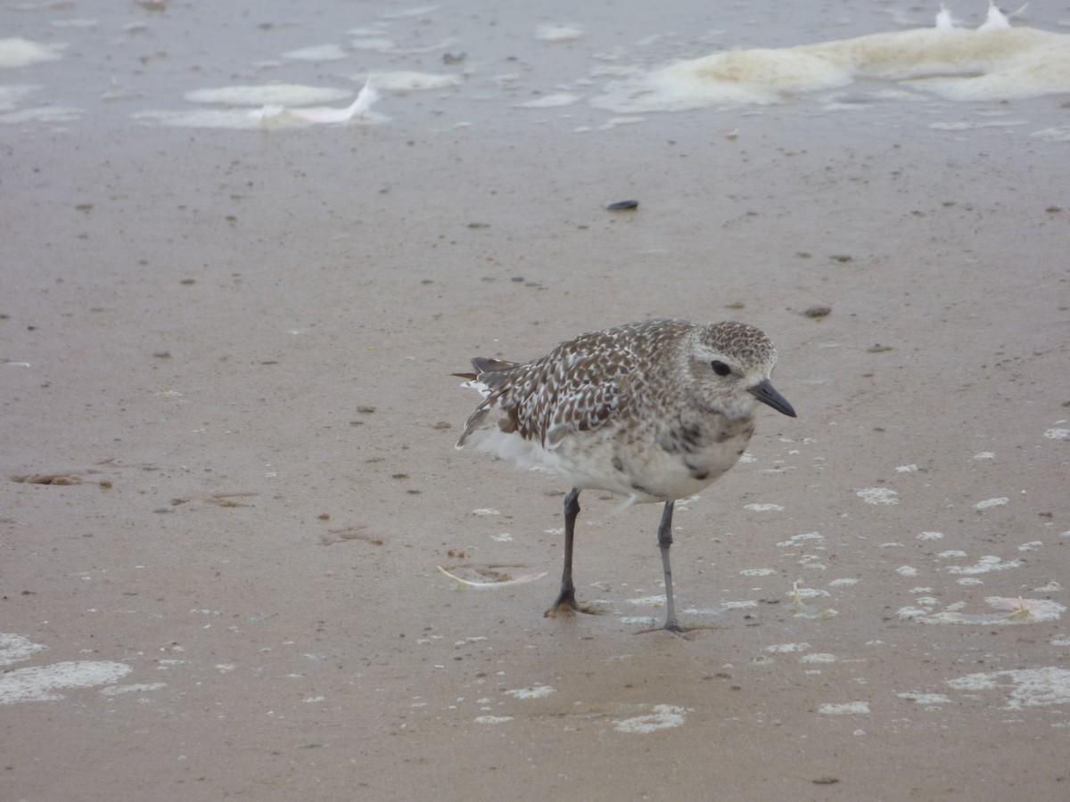 Black-bellied Plover - ML63691091