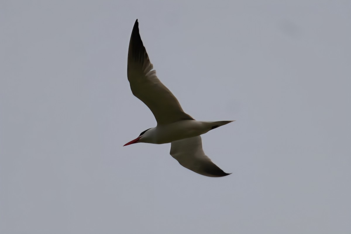 Caspian Tern - ML636911065
