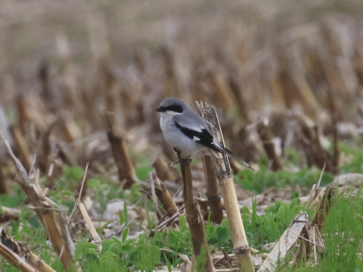 Loggerhead Shrike - ML636911186