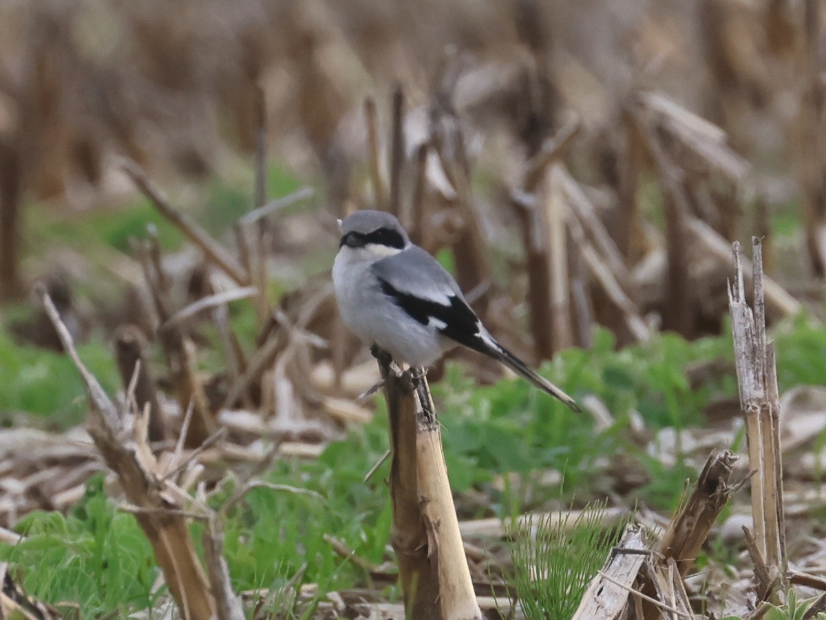 Loggerhead Shrike - ML636911187