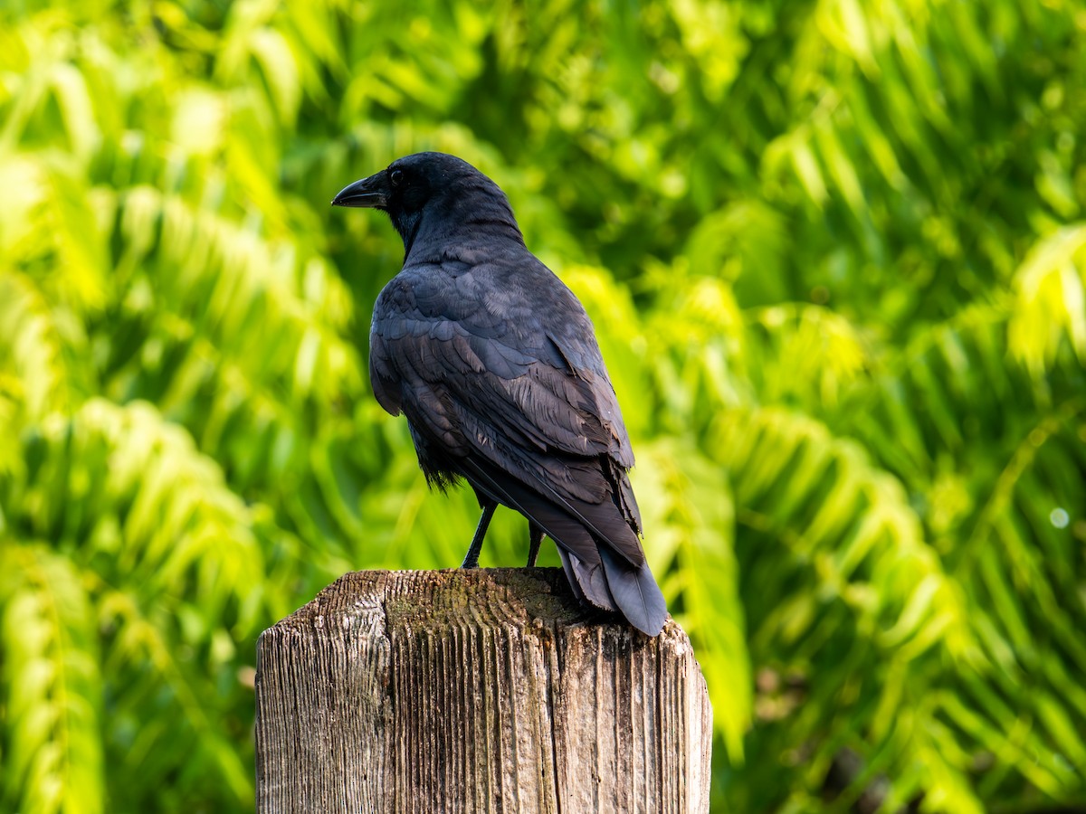 Fish Crow - Erie Guardless