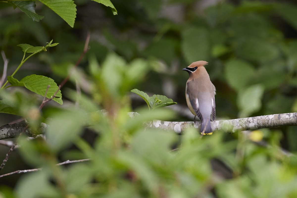 Cedar Waxwing - ML636911315