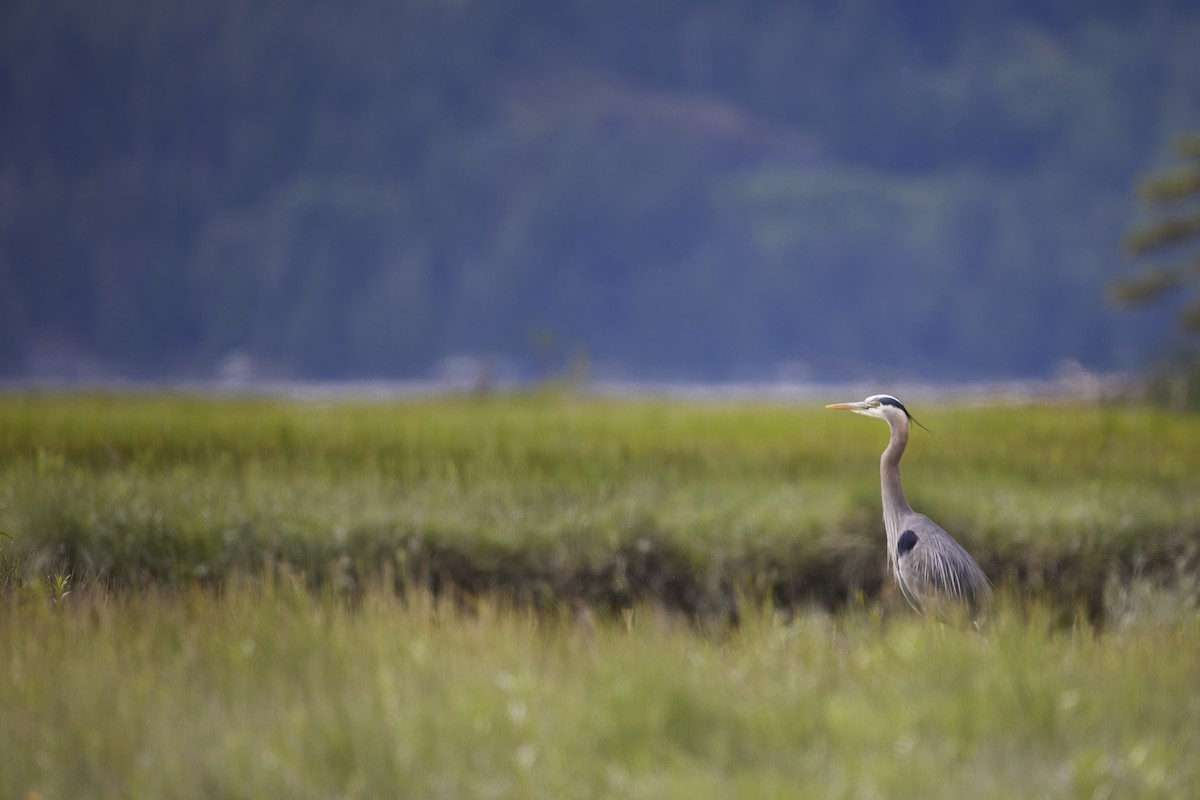 Great Blue Heron - ML636911343